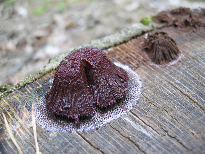 Stemonitis axifera